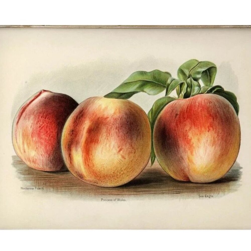 PETAL LANE HOME Vintage Print Peach GOLD FRAME 10" X 7"